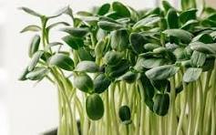 MICROGREENS